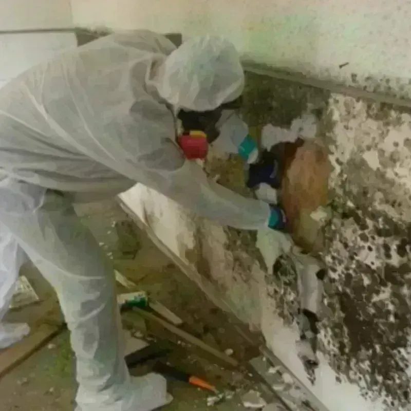 Mold Remediation and Removal in Orange, TX